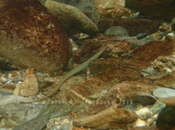 イッセンヨウジ