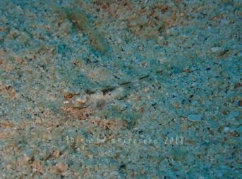 トンガリハゼ属の一種