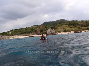スノーケリングでゴリラにチョップ
