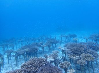 サンゴの養殖場