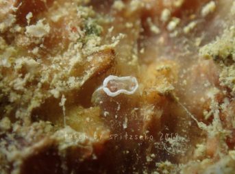 サガミコネコウミウシ