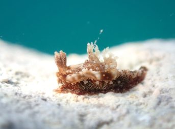 コネコウミウシ