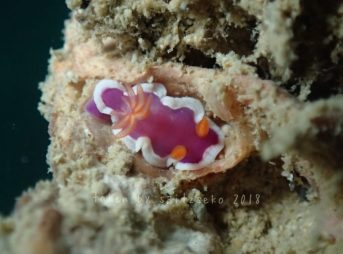 ラベンダーウミウシ