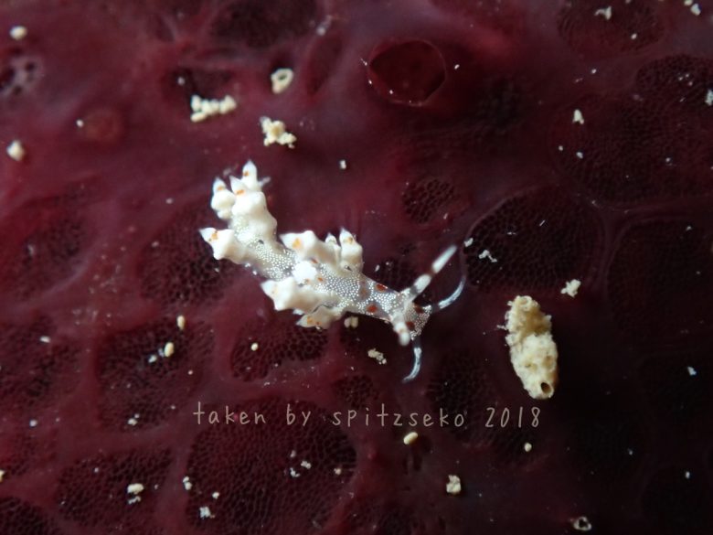 ピナクルミノウミウシ