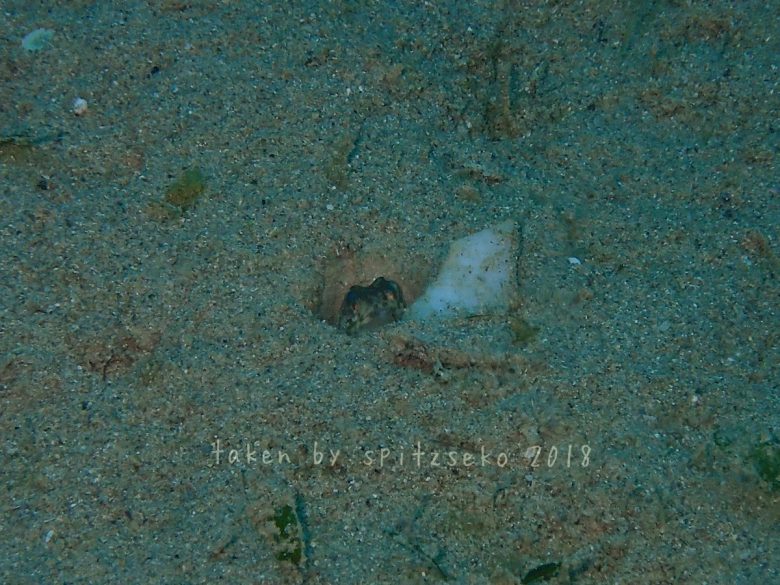 カエルアマダイ