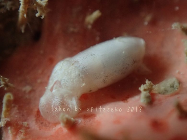 ヨワタマゴガイ