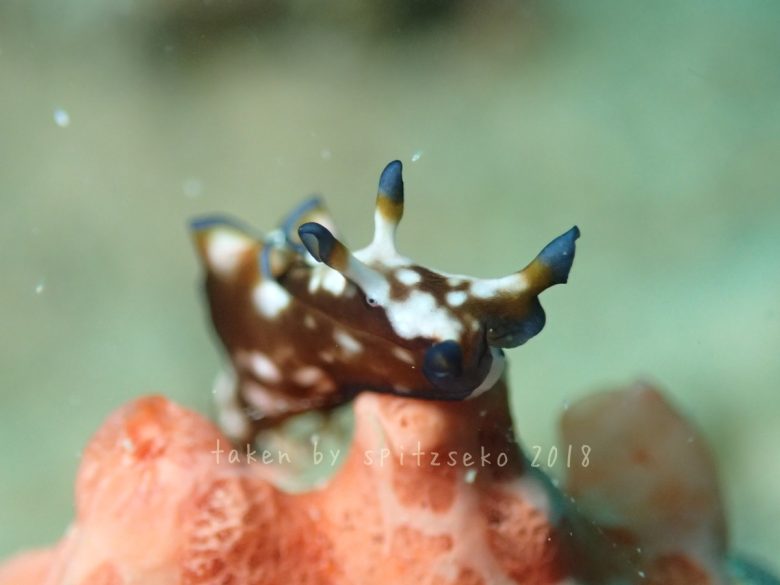 クロヘリアメフラシ