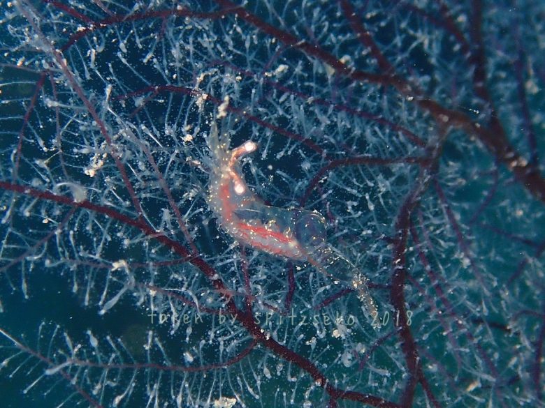 カクレエビの仲間