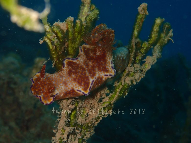 テヌウニシキウミウシ