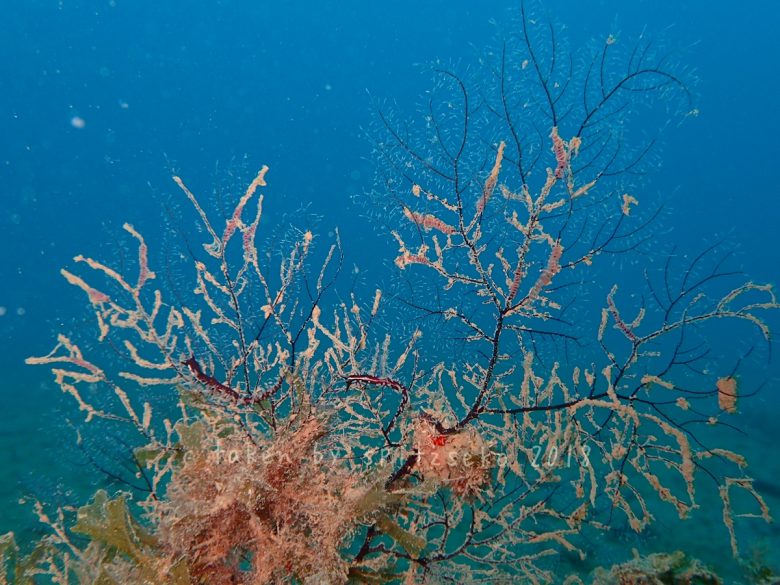 セスジスミゾメミノウミウシ