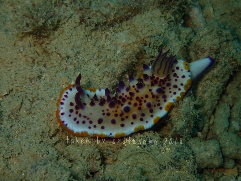 レンゲウミウシ