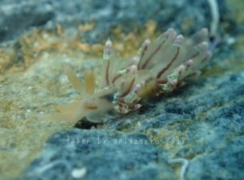 カザリフウセンミノウミウシ