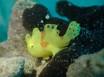 イロカエルアンコウ