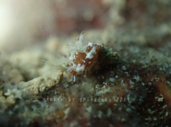 アカマダラツガルウミウシ