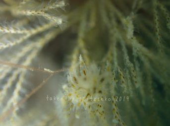 コヤナギウミウシ属の一種