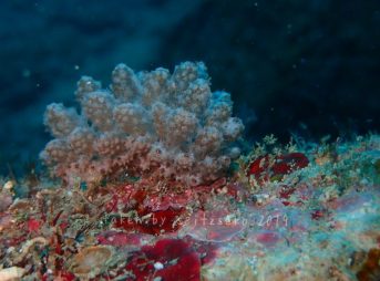 ケーラーミノウミウシ