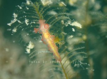 カーネーションウミウシ