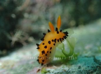 ヤグルマウミウシ