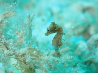 ヒポカンパス・セベルンスィ