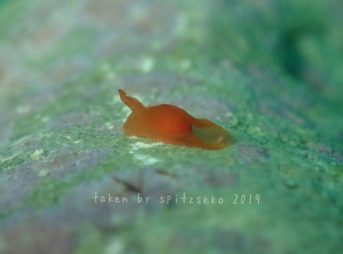 ウミコチョウ科の一種