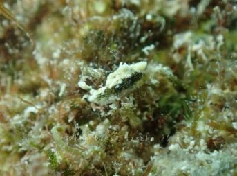 キンナミミドリガイ