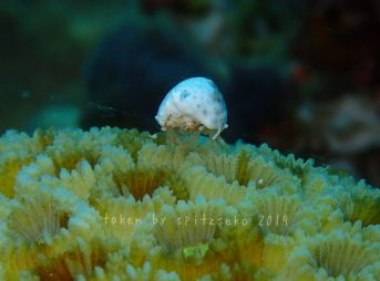 ユキンコボウシガニことオガサワラカムリ