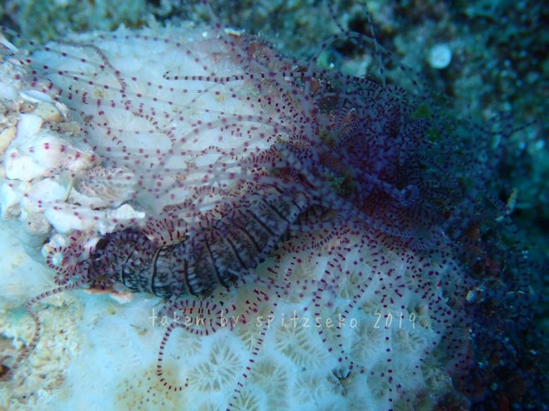 ケヤリムシとかゴカイの仲間だよね