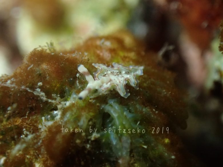 トカラミドリガイ