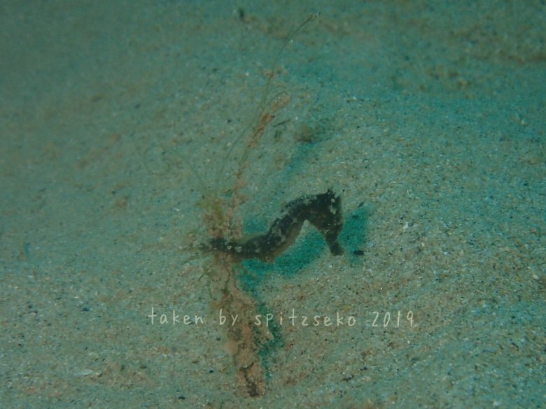 オオウミウマ子供