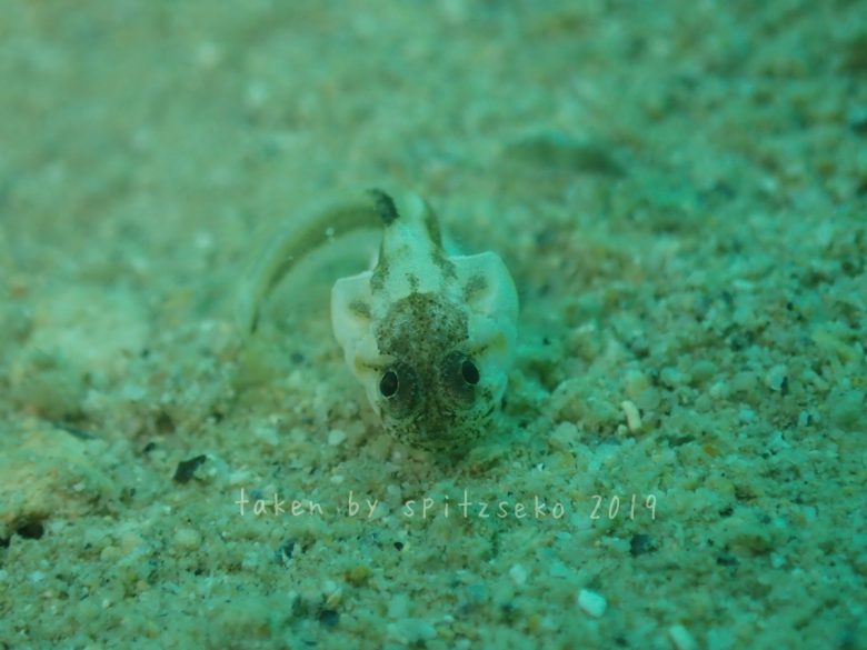 カエルアマダイ子供