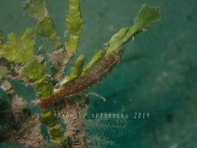 ウミショウブハゼ