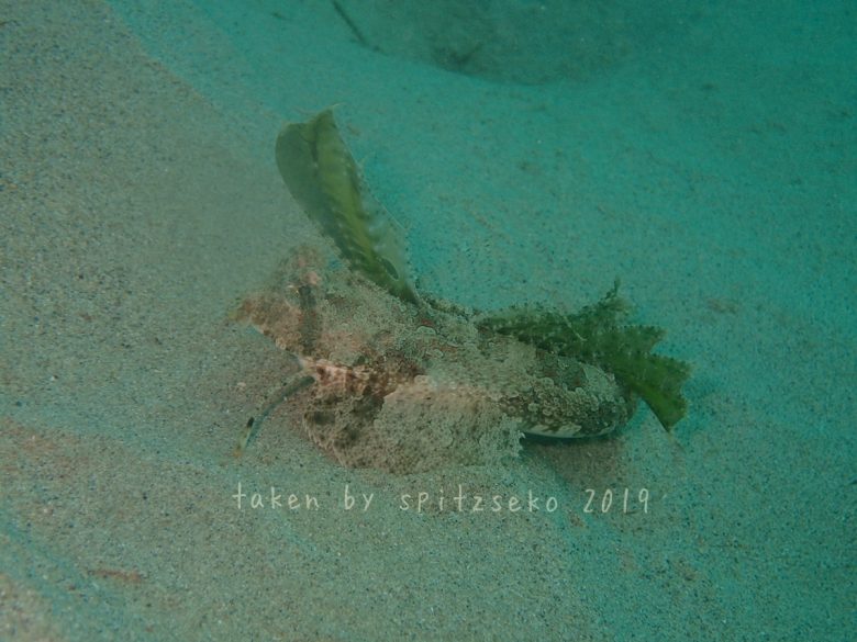 イッポンテグリ