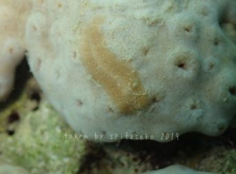 ランソンミノウミウシ