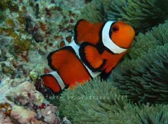 黒線の太いカクレクマノミ