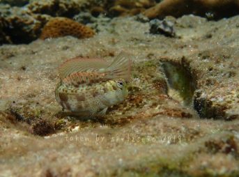 ハナカエルウオ婚姻色