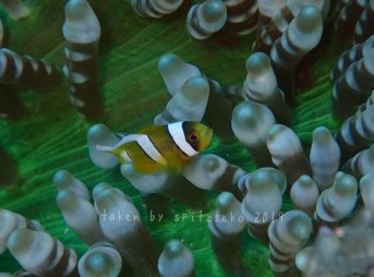 クマノミ、イソギンチャクきれい~