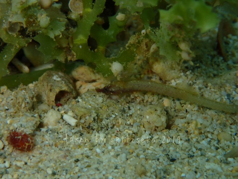 ヨウジウオの仲間