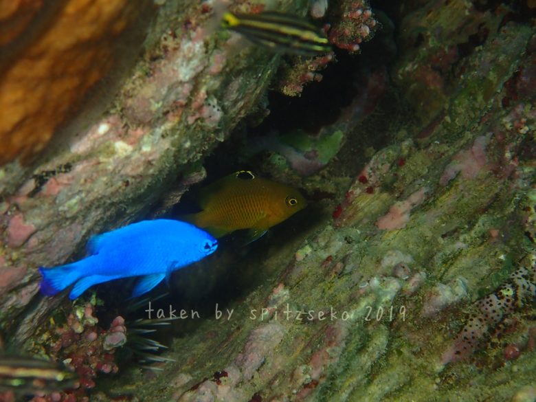 ルリスズメダイとアイスズメダイ