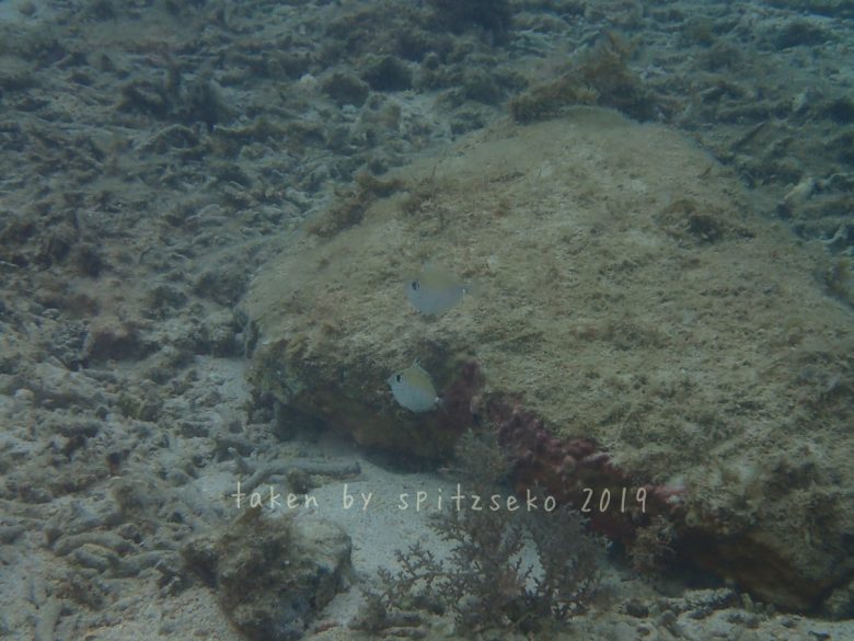 ヒメテングハギ子供