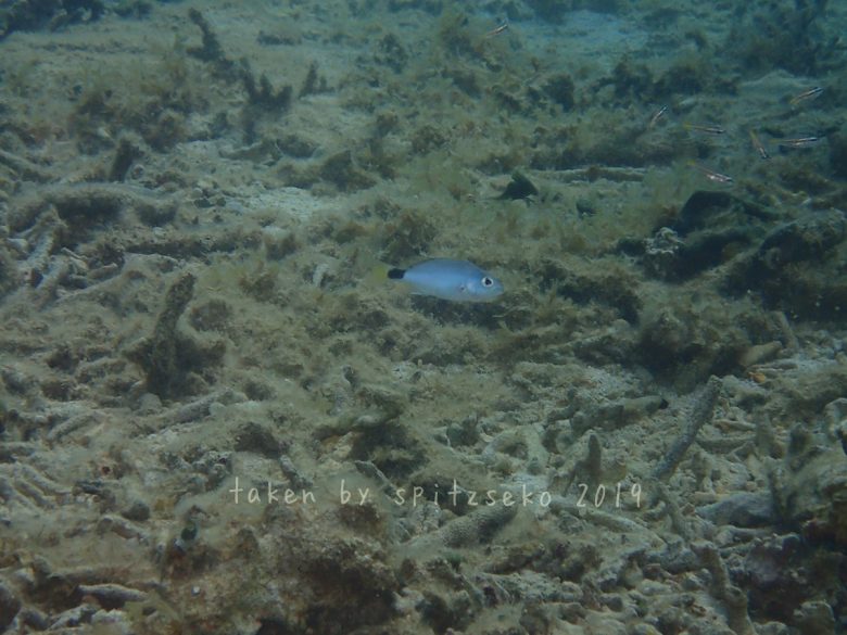 ヒメフエダイ子供