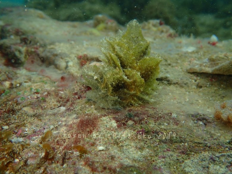 ポリブランチア・ジェンセンアエ　Polybranchia jensenae