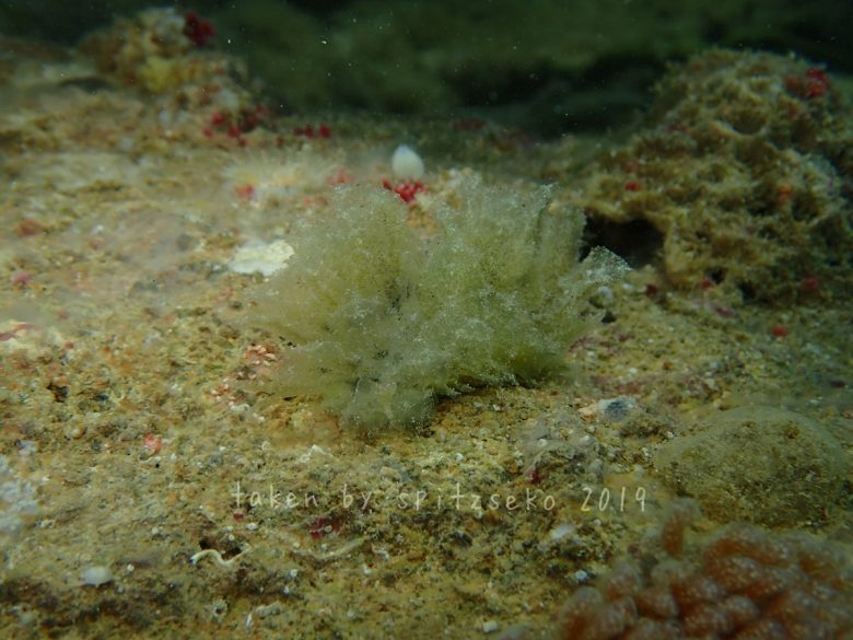 ポリブランチア・ジェンセンアエ　Polybranchia jensenae