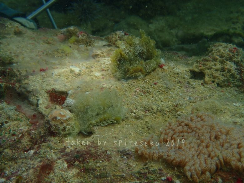 ポリブランチア・ジェンセンアエ　Polybranchia jensenae