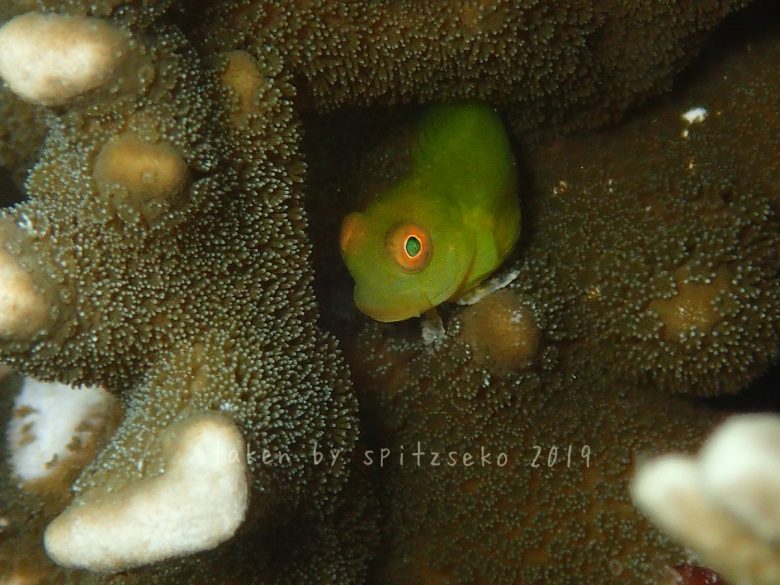 インドカエルウオ