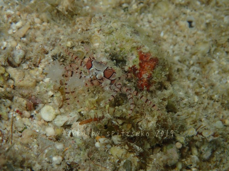 キンチャクガニ