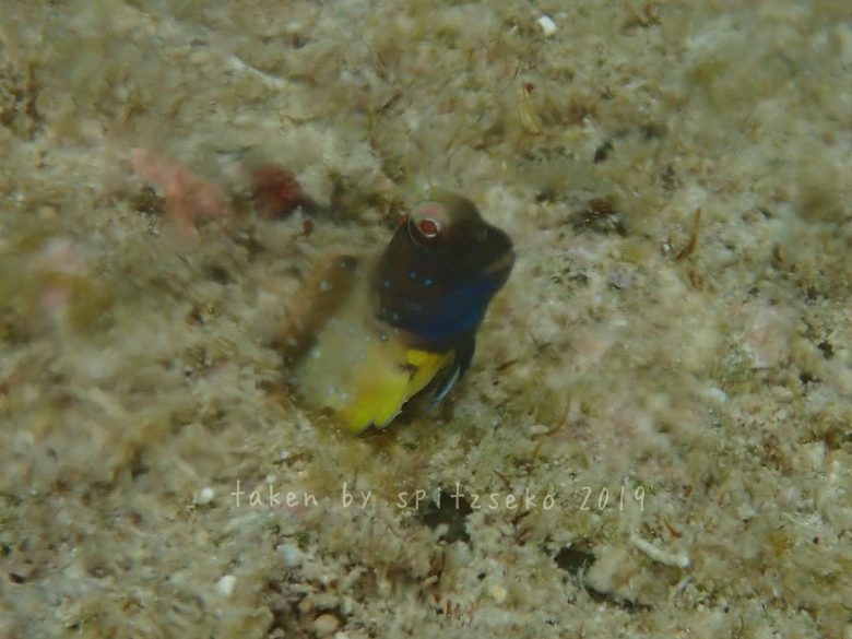 ロウソクギンポ