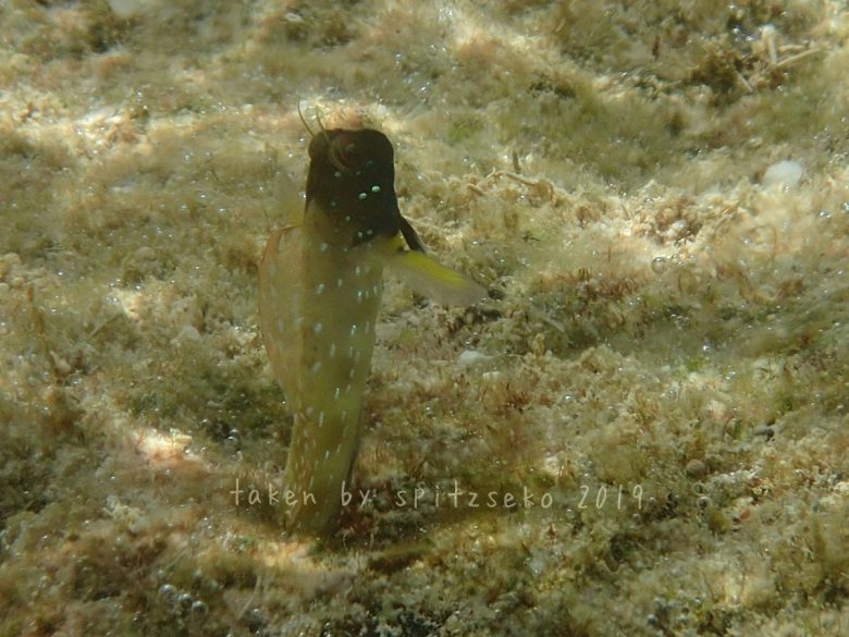 ロウソクギンポ