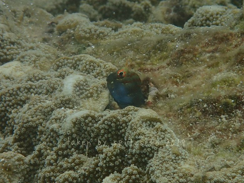 ホホグロギンポ