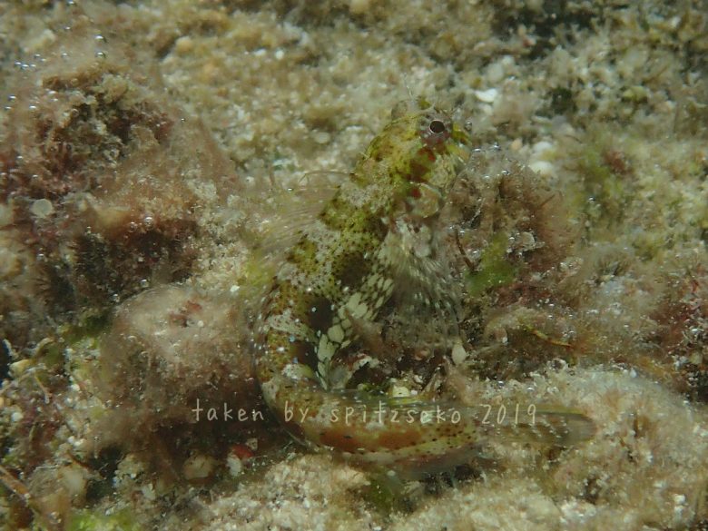 ヒレナガカエルウオ