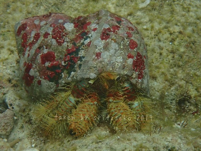 オキナワオニヤドカリ